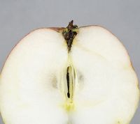 Yduns Æble
